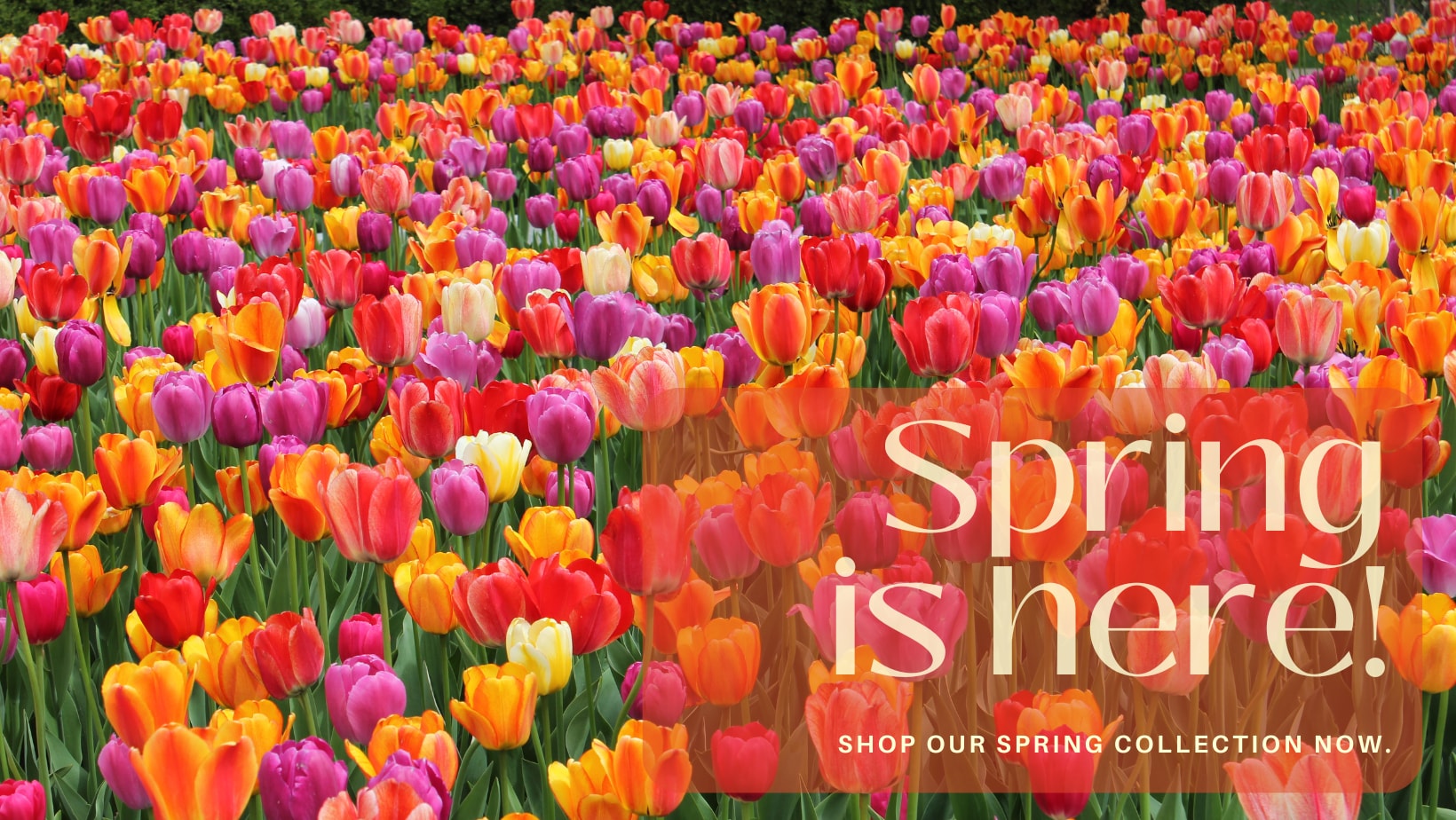 Clearwater Florist - Flower Delivery by Hassell Florist